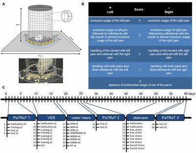 Pawedness Trait Test (PaTRaT)—A New Paradigm to Evaluate Paw Preference and Dexterity in Rats